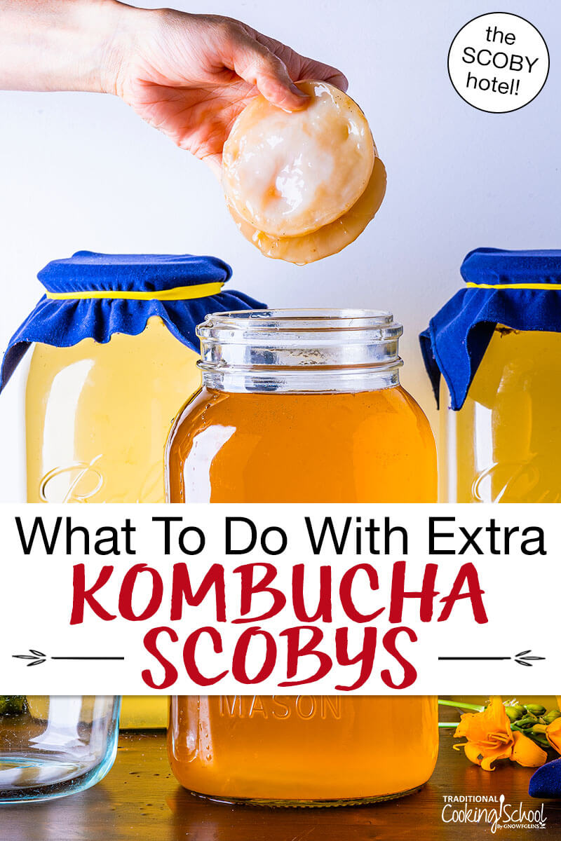 hands holding up two Kombucha SCOBYS over jars of honey-colored brew. Text overlay says: "What To Do With Extra Kombucha SCOBYs (the SCOBY hotel!)"