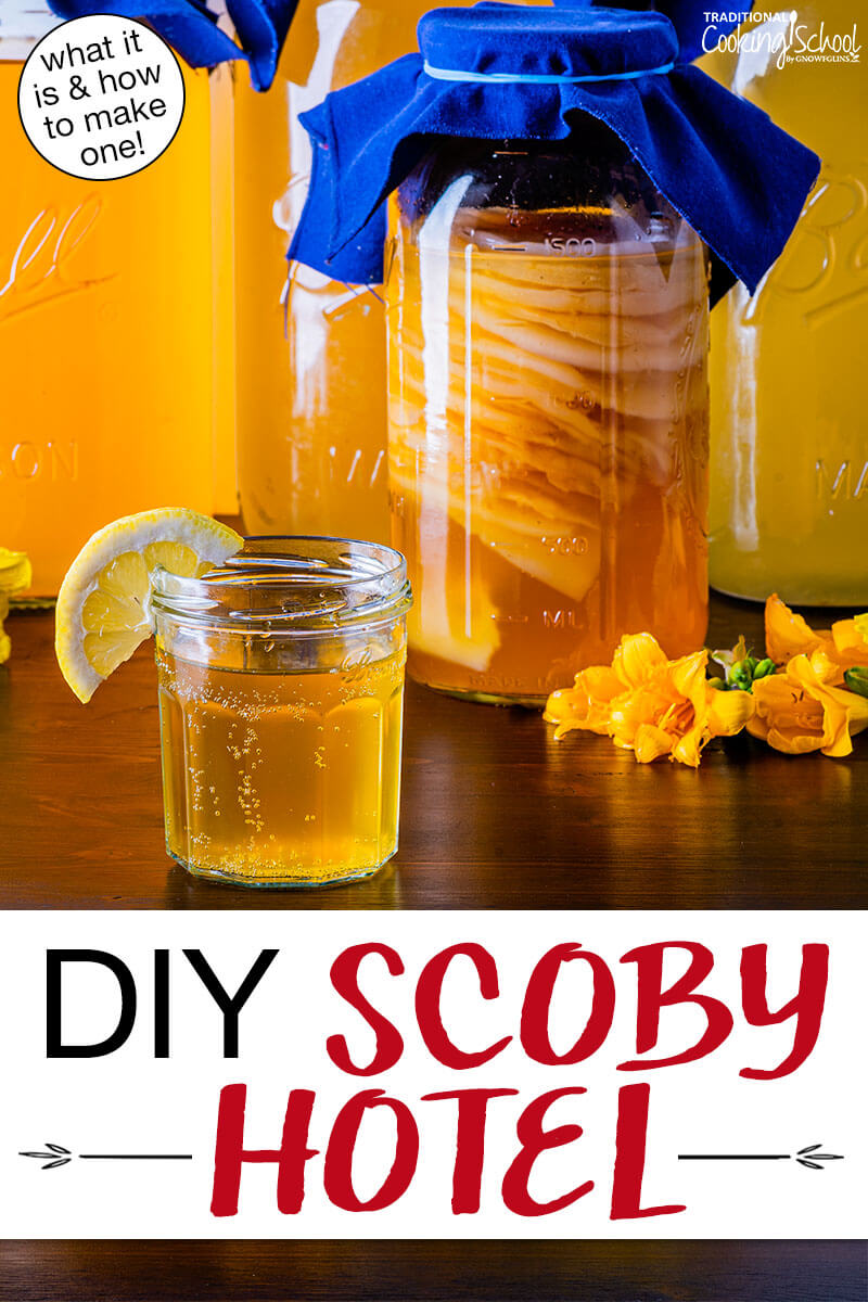 stack of Kombucha SCOBYS suspended in a jar of brew, with a glass of golden-colored Kombucha in the foreground. Text overlay says: "DIY SCOBY Hotel (what it is & how to make one!)"