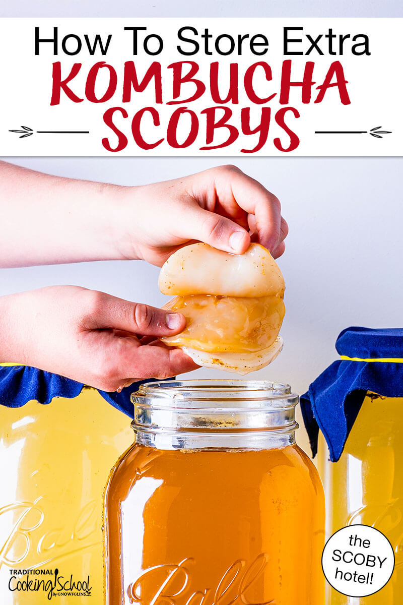 hands peeling apart a Kombucha SCOBY before putting it in a jar of golden-colored brew. Text overlay says: "How To Store Extra Kombucha SCOBYs (the SCOBY hotel!)"