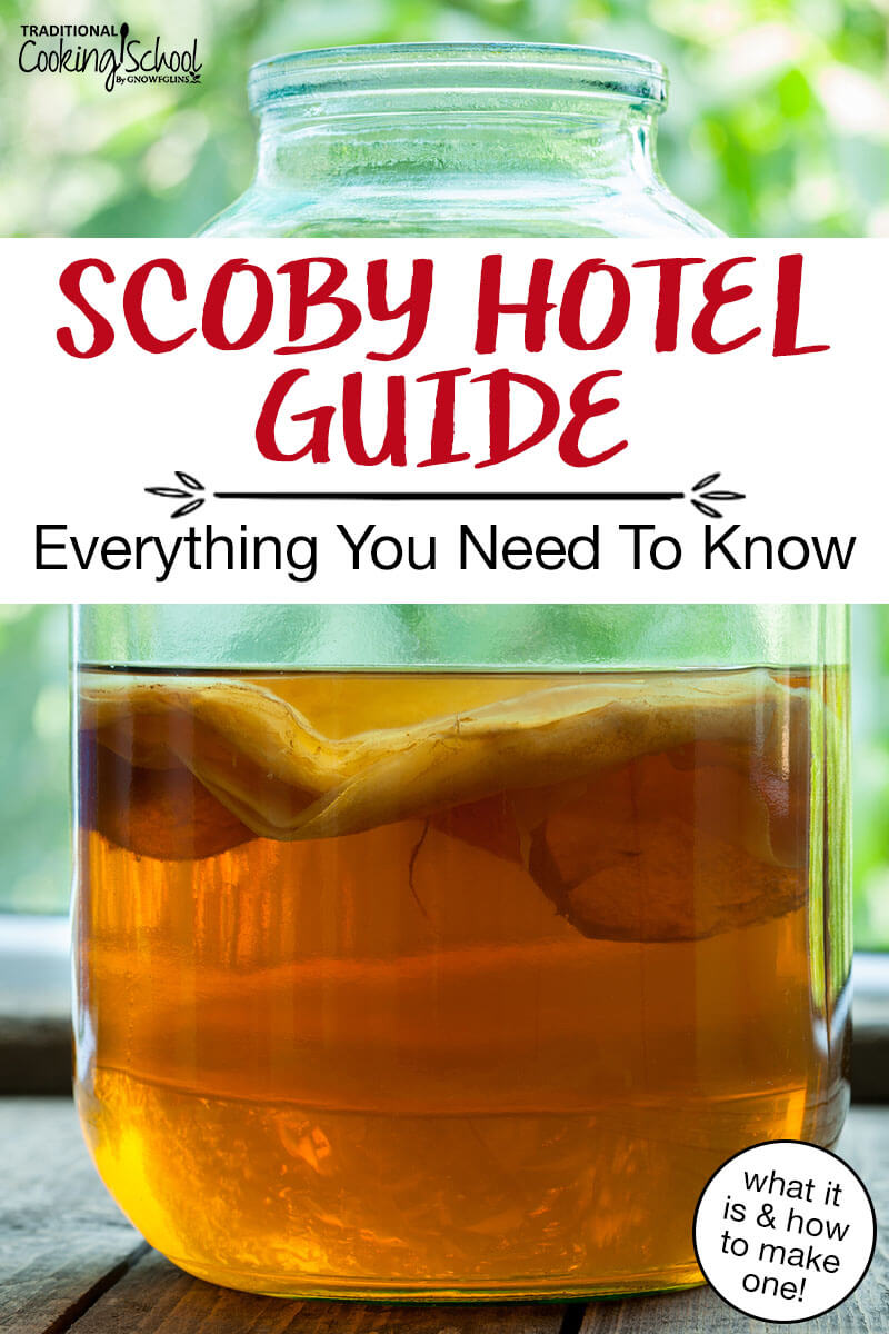 Kombucha SCOBY suspended in a large gallon jar, half full of brew. Text overlay says: "SCOBY Hotel Guide: Everything You Need To Know (what it is & how to make one!)"