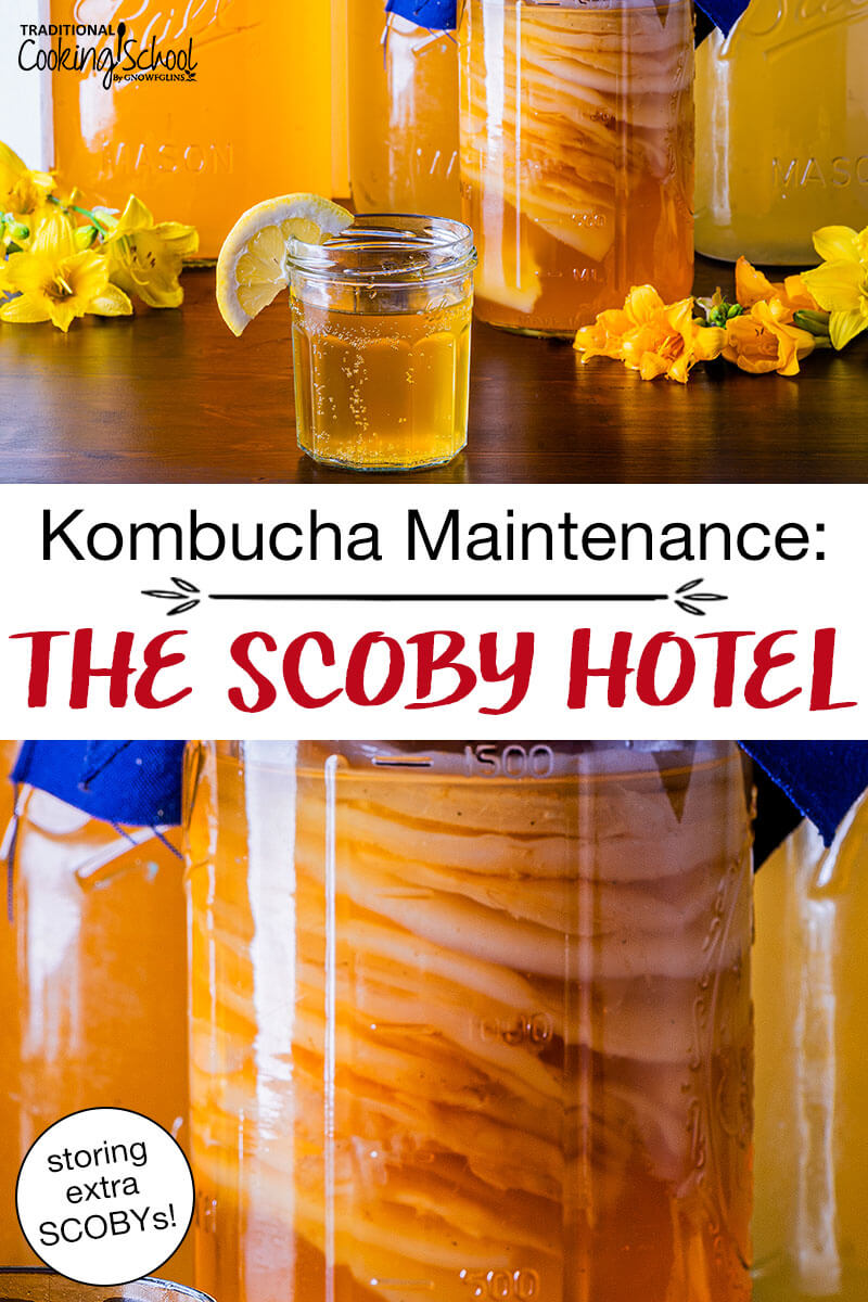 photo collage of jars of Kombucha, including one "hotel" with SCOBYs suspended in the finished brew, as well as a small cup of Kombucha. Text overlay says: "Kombucha Maintenance: The SCOBY Hotel (storing extra SCOBYs!)"