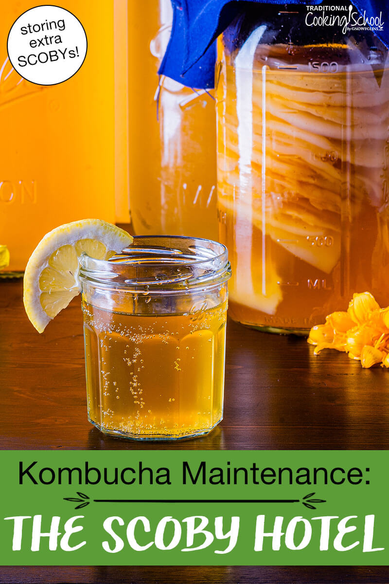stack of Kombucha SCOBYS suspended in a jar of brew, with a glass of golden-colored Kombucha in the foreground. Text overlay says: "Kombucha Maintenance: The SCOBY Hotel (storing extra SCOBYs!)"