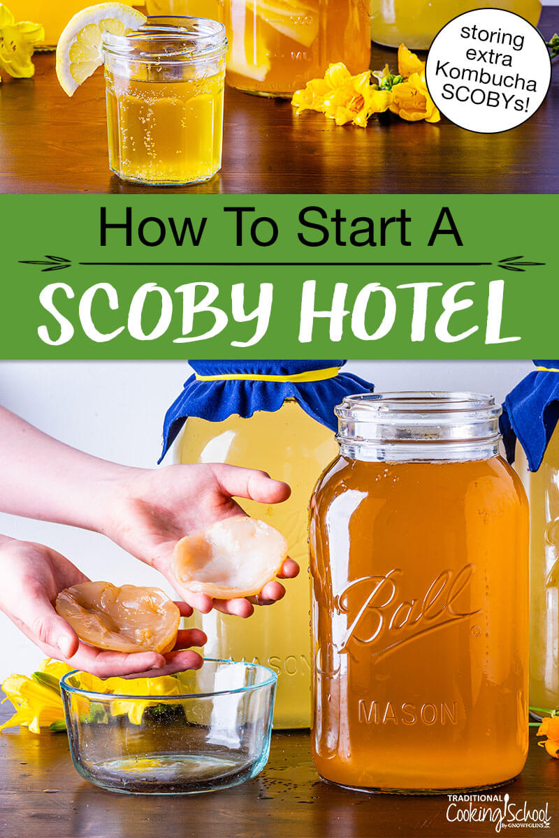 photo collage of Kombucha, including a small glass of the finished brew, and hands holding up two small SCOBYs. Text overlay says: "How To Start A SCOBY Hotel (storing extra Kombucha SCOBYs!)"