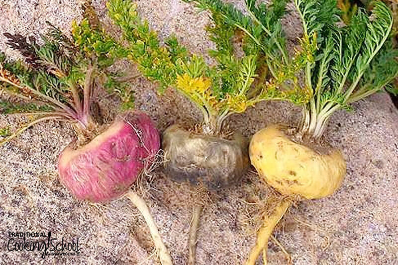 Three maca roots side-by-side, includng red, black, and yellow.