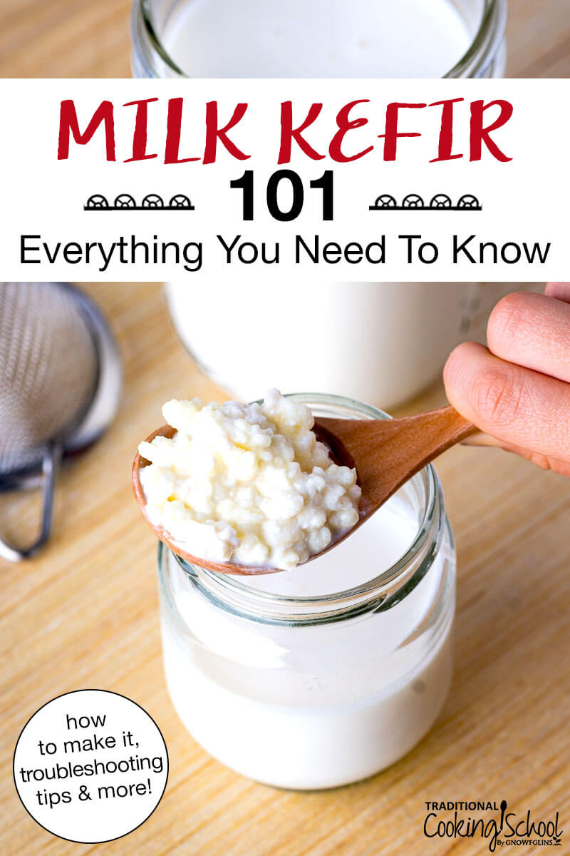Kefir grains in a wooden spoon above a jar of milk. Text overlay says: "Milk Kefir 101: Everything You Need To Know (how to make it, troubleshooting tips & more!)"