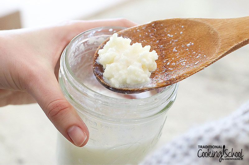 Wooden spoon holding up dairy kefir grains out of a jar of finished kefir.