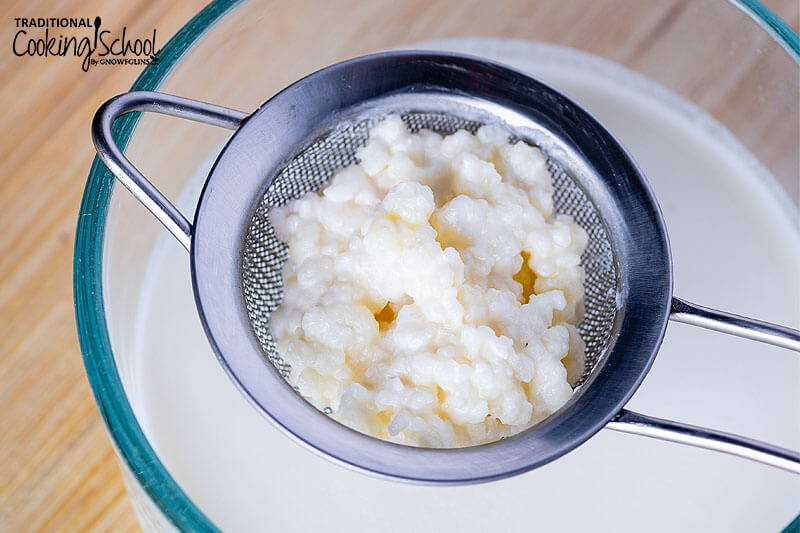 Kefir grains in a stainless steel strainer over a bowl of milk.