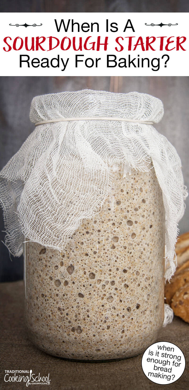 Bubbly sourdough starter in a large jar covered with gauze. Text overlay says: "When Is A Sourdough Starter Ready For Baking? (when is it strong enough for bread making?)"