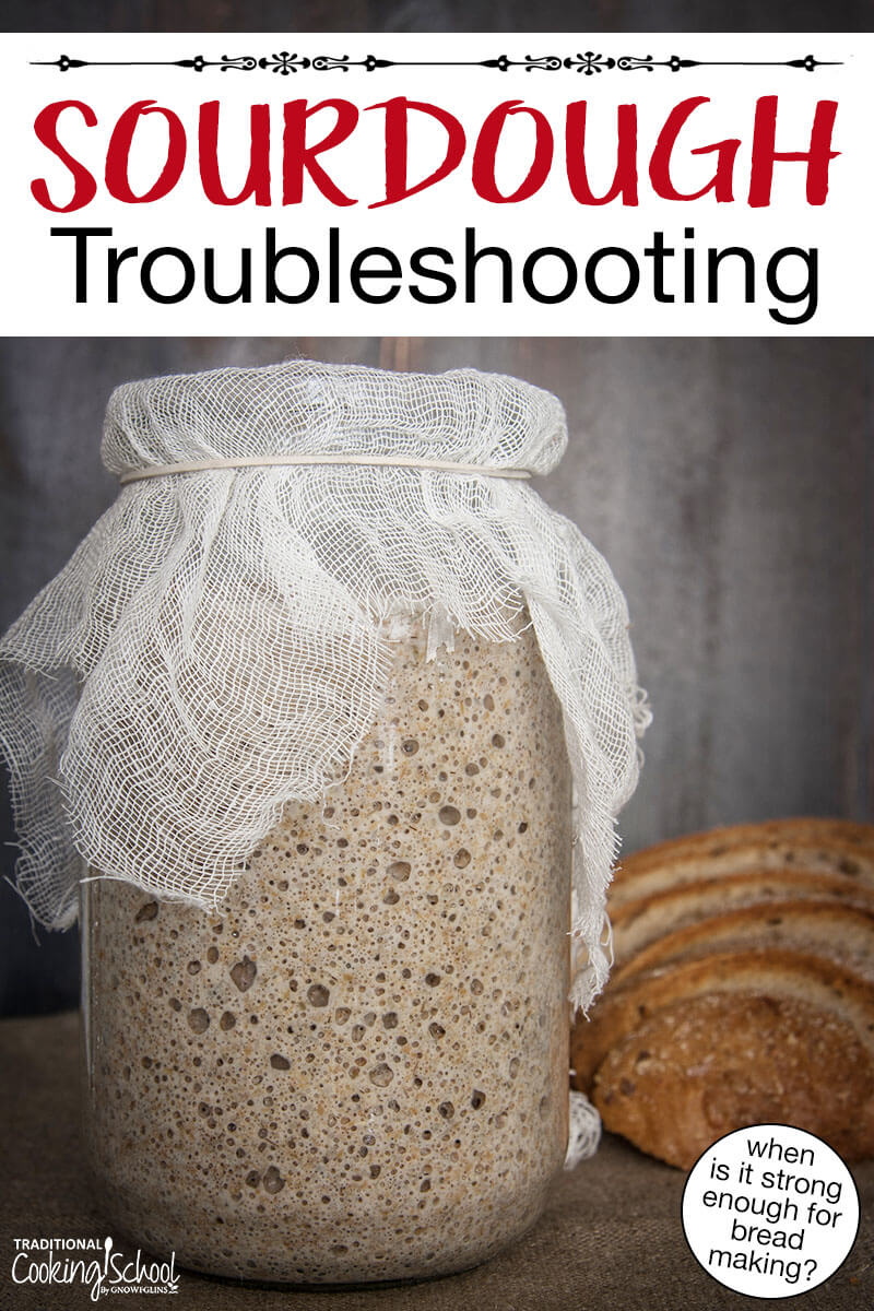 Bubbly sourdough starter in a large jar covered with gauze. Text overlay says: "Sourdough Troubleshooting (when is it strong enough for bread making?)"