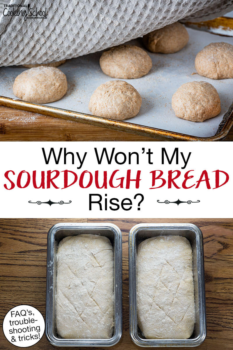 Photo collage of bread dough in loaf pans and dough balls on a cookie sheet rising. Text overlay says: "Why Won't My Sourdough Bread Rise? (FAQs, troubleshooting & tricks)"