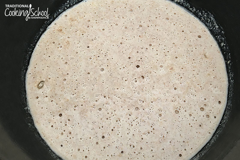 Bubbly sourdough starter that is strong enough for bread-baking.