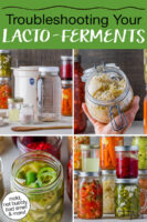 Photo collage of ferments and fermenting supplies. Text overlay says: "Troubleshooting Your Lacto-Ferments (moldy, not bubbly, bad smell & more)"