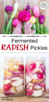 Photo collage of radishes freshly picked from the garden and radish chunks in quart-sized glass jars ready to be pickled. Text overlay says: "Fermented Radish Pickles (tangy probiotic crunchy!)"