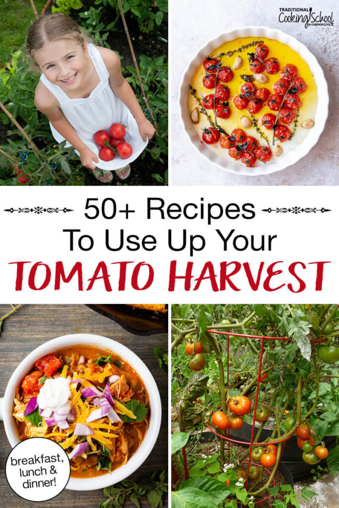 Photo collage of tomatoes in a garden and tomato recipes, including chili and cherry tomato confit. Text overlay says: "50+ Recipes To Use Up Your Tomato Harvest (breakfast, lunch & dinner)"