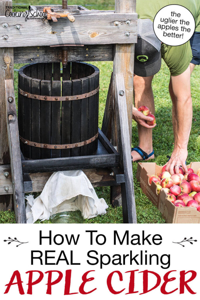 Man collecting handfuls of apples to load into a cider press for pressing into apple cider. Text overlay says: "How to Make REAL Sparkling Apple Cider (the uglier the apples the better!)"