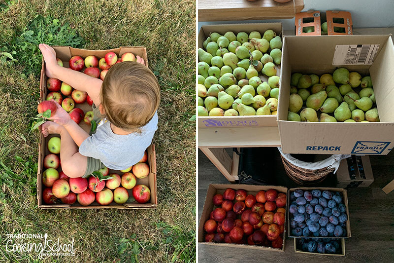 Photo collage of fresh fruit in cardboard boxes: pears, peaches, plums, and apples. A little boy is sitting in the apple box.