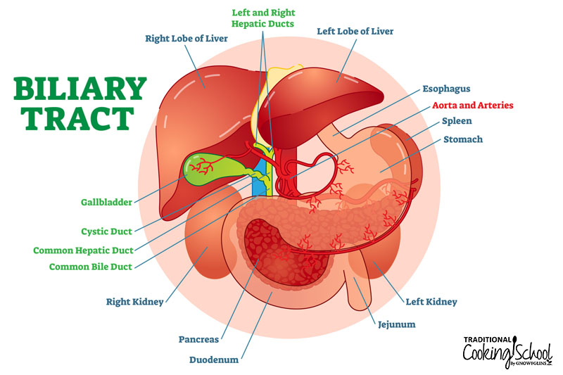 Diagram entitled "Biliary Tract" with an artistic rendering of the digestive tract, liver, kidneys, and gall bladder and how they are connected via hepatic ducts and blood vessels.