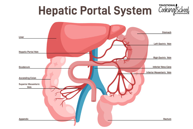 Diagram entitled "Hepatic Portal System" with an artistic rendering of the digestive tract, liver, and the veins and arteries which connect them.