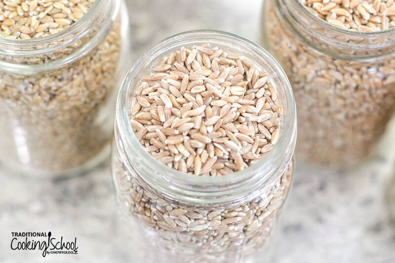Close up photo of emmer, an ancient grain, in a mason jar.